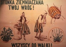 Powiększ zdjęcie Hasło propagandowe walki ze stonką
