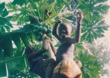 Powiększ zdjęcie Zbiór papai