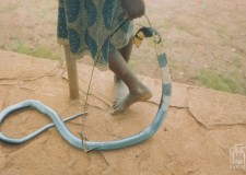 Powiększ zdjęcie Upolowany wąż, z którego przyrządzano posiłek