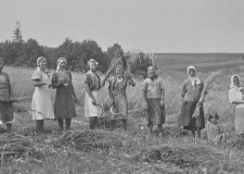 Powiększ zdjęcie Łużna, żniwa kosami, 1946 r. fot. Franciszek Stępień