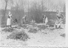 Powiększ zdjęcie Łużna, rozrzucanie obornika, 1953 r.
